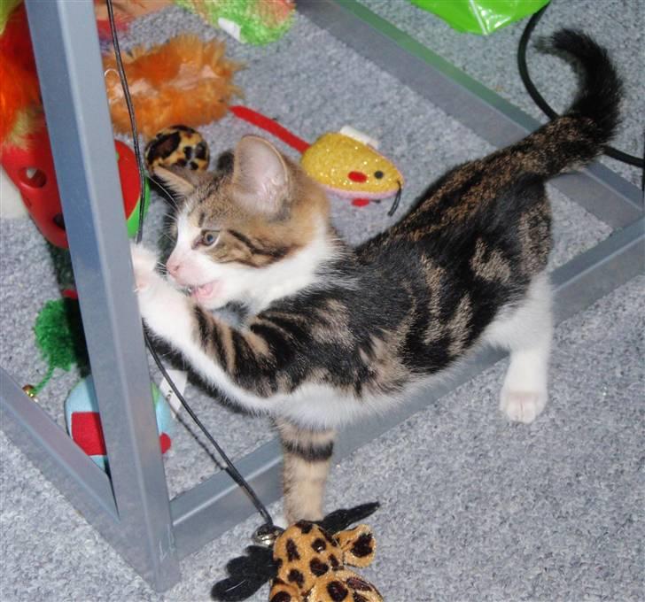 Huskat Maggie billede 19