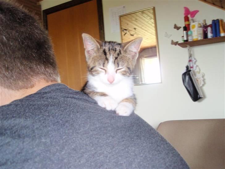 Huskat Maggie billede 7