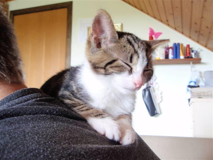 Huskat Maggie billede 8