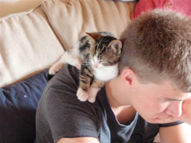 Huskat Maggie billede 9