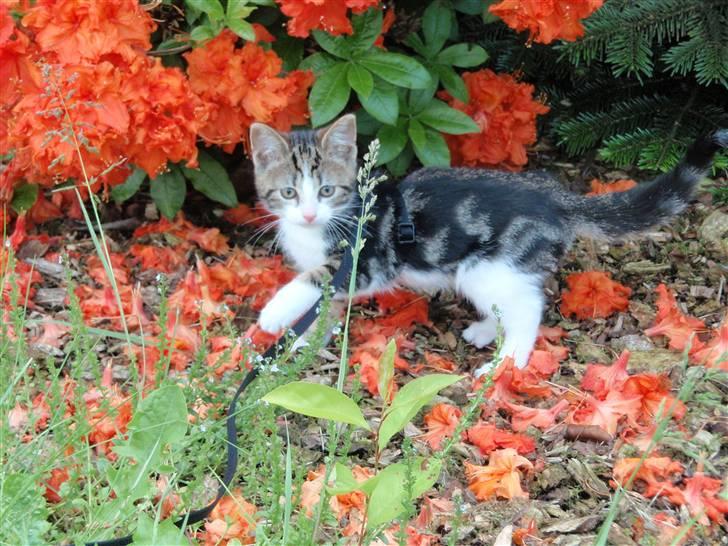 Huskat Maggie billede 10