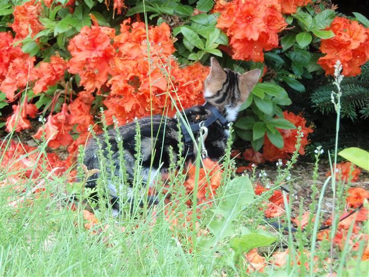 Huskat Maggie billede 11