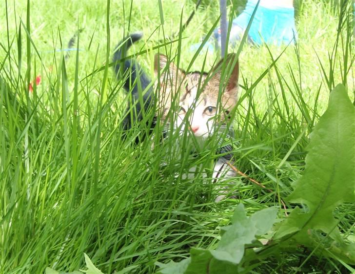 Huskat Maggie billede 12