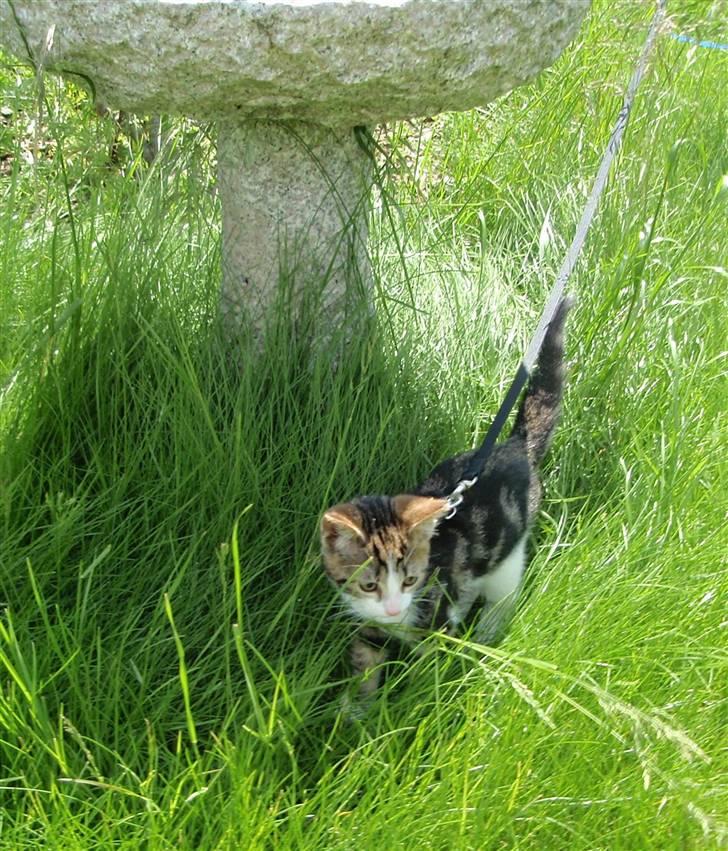 Huskat Maggie billede 13