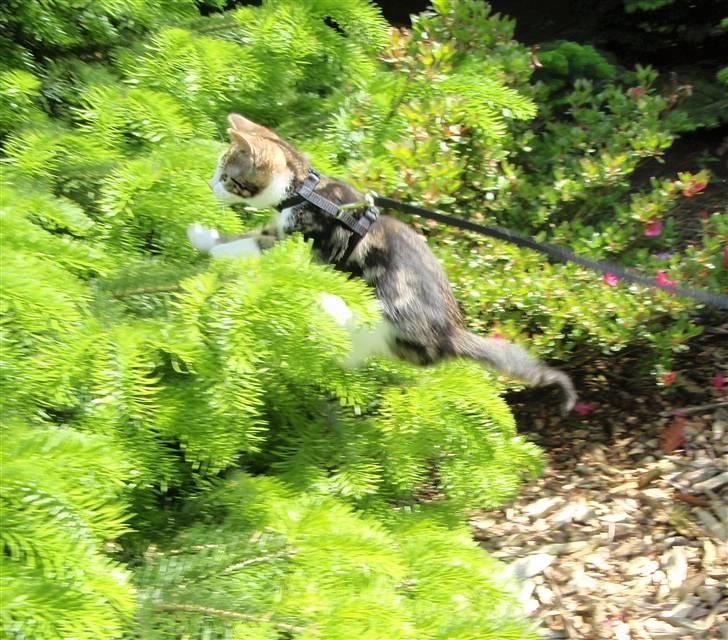 Huskat Maggie billede 14