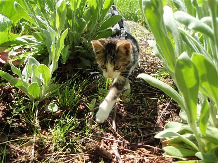 Huskat Maggie billede 15