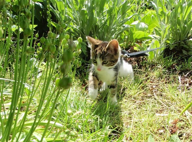 Huskat Maggie billede 16