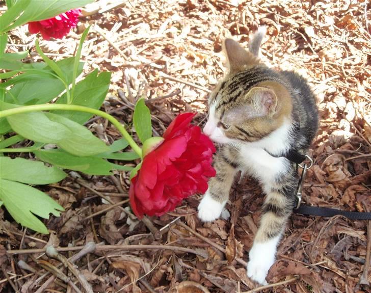 Huskat Maggie billede 17