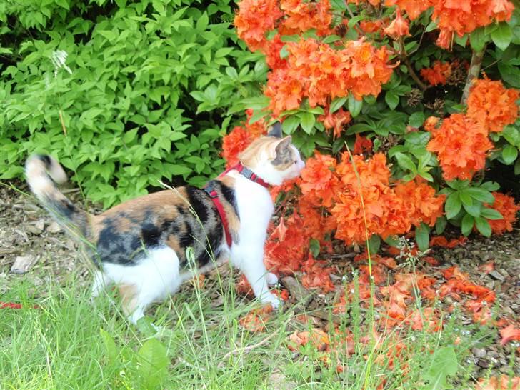 Huskat Sisse billede 13