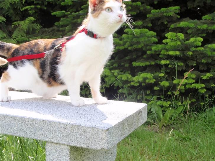 Huskat Sisse billede 14