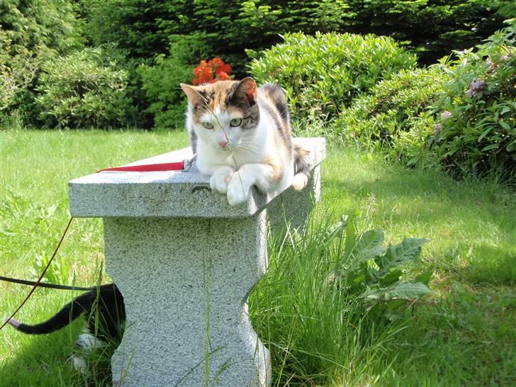 Huskat Sisse billede 15