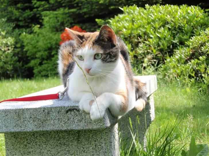 Huskat Sisse billede 16