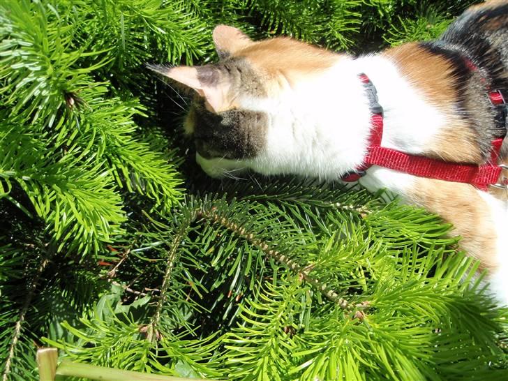 Huskat Sisse billede 17