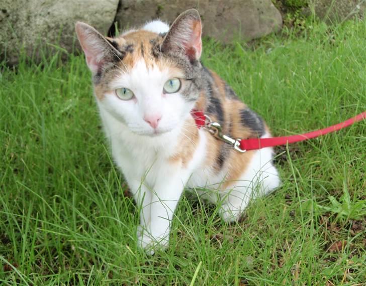 Huskat Sisse billede 18