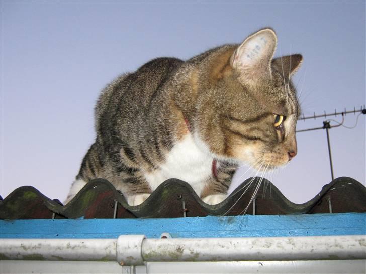 Huskat Frederik (himmelkat) billede 6