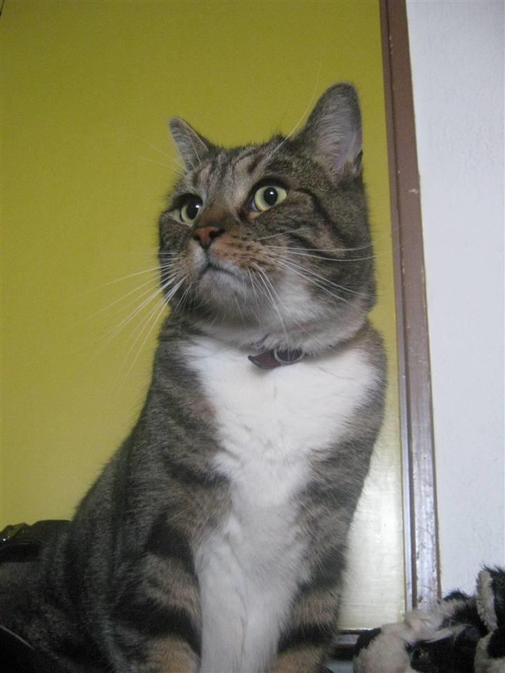 Huskat Frederik (himmelkat) billede 7