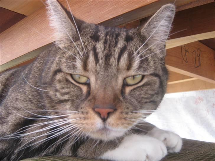 Huskat Frederik (himmelkat) billede 8