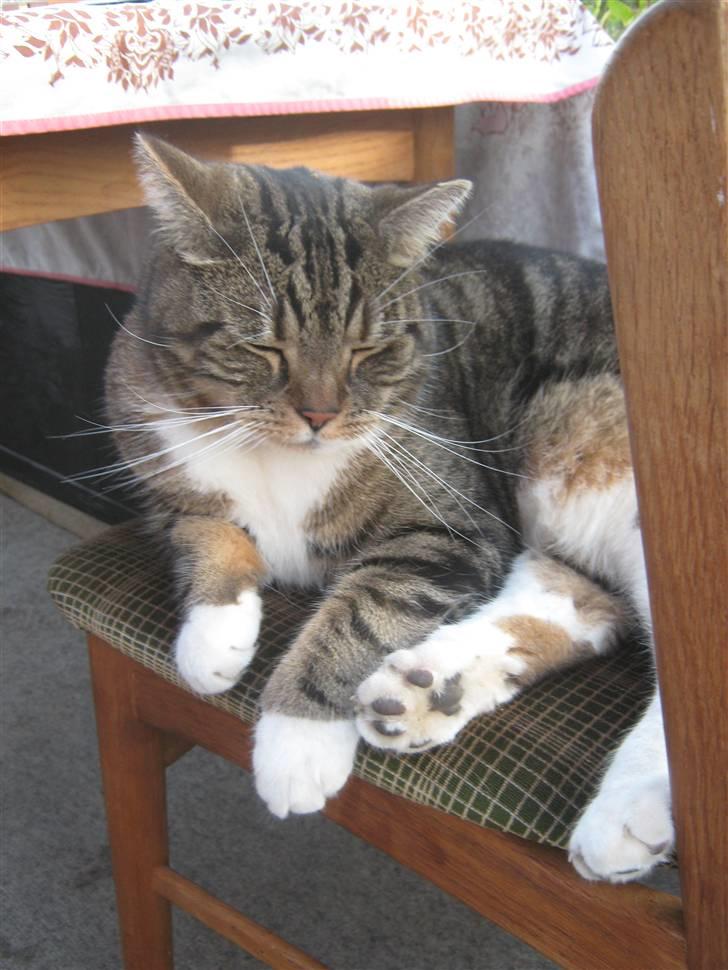 Huskat Frederik (himmelkat) billede 9