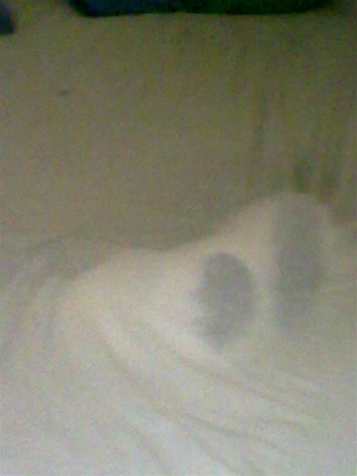 Blanding af racer Chilli  - Moar hjælp jeg kan ikke komme ud igen :p billede 14