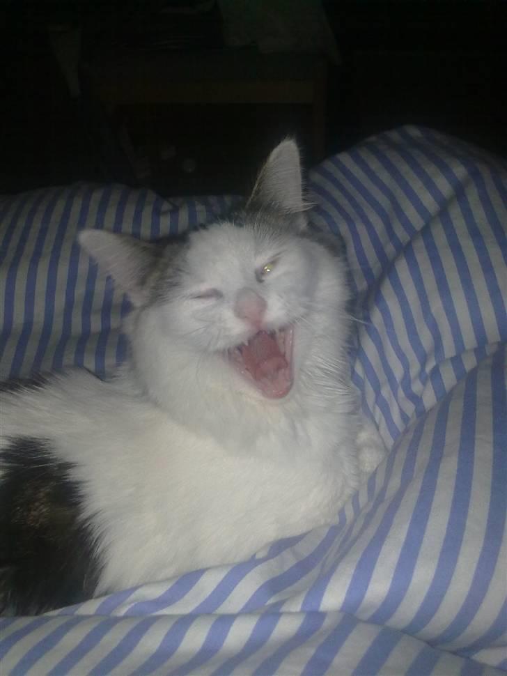 Blanding af racer Chilli  - Det er hårdt at være kat :p billede 15