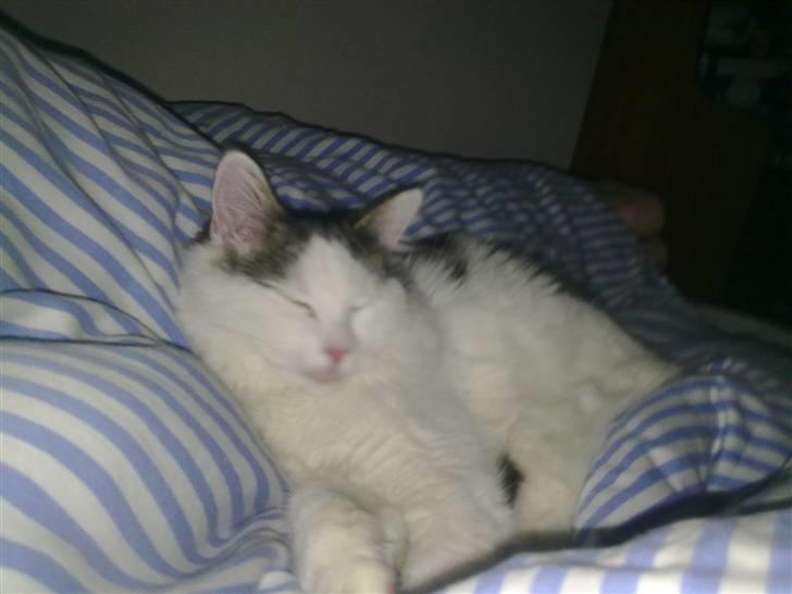 Blanding af racer Chilli  - Hygger i sengen :) billede 16