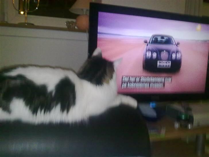 Blanding af racer Chilli  - Sidder sammen med mor og far og ser Top Gear :D billede 17