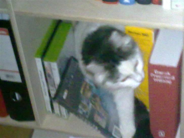 Blanding af racer Chilli  - Alt skal da undersøges hehe billede 18