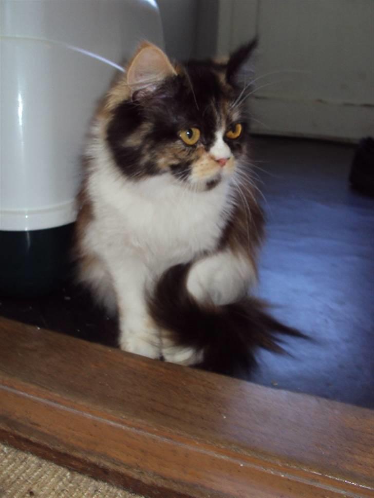 Perser Bella billede 1