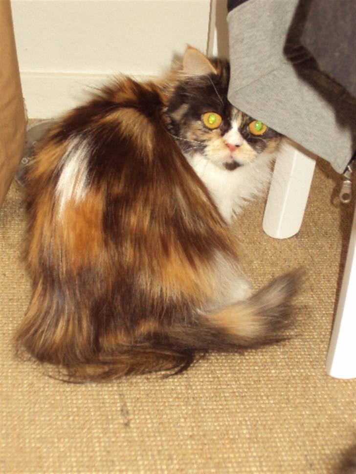 Perser Bella billede 2