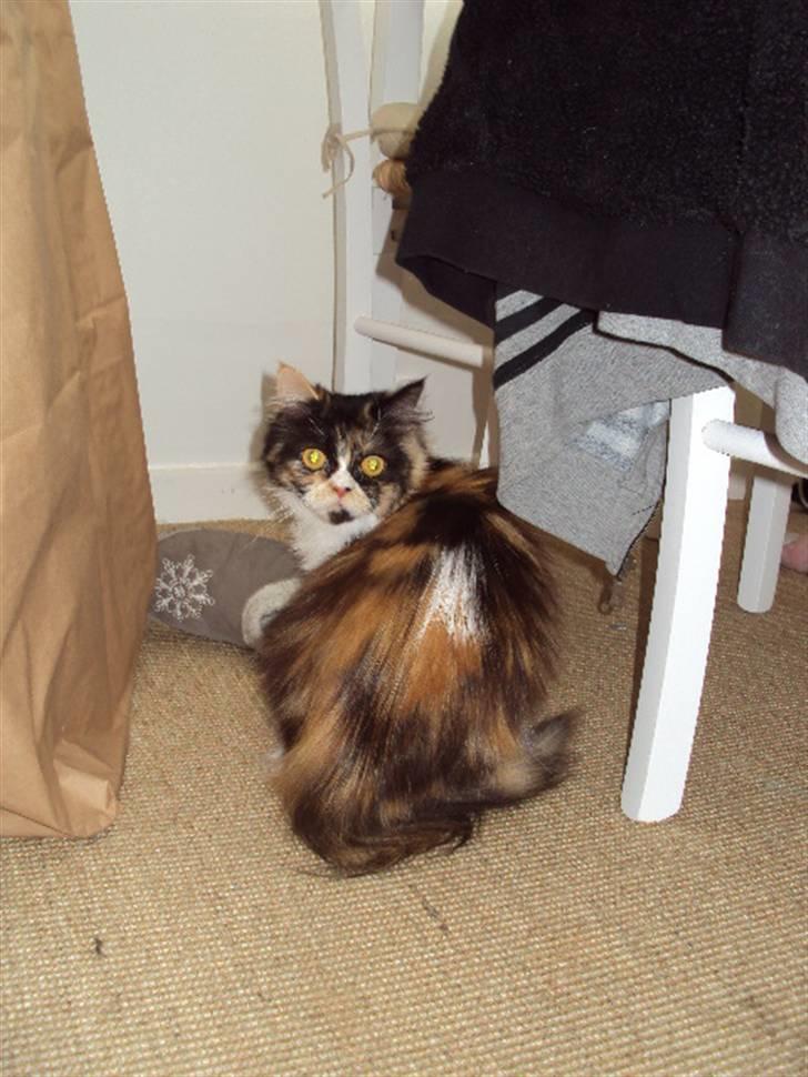 Perser Bella billede 3