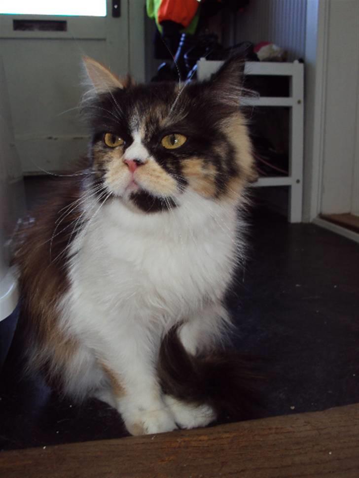 Perser Bella billede 4