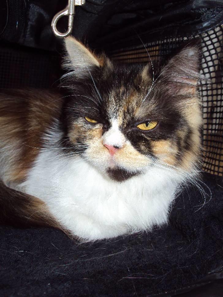 Perser Bella billede 5