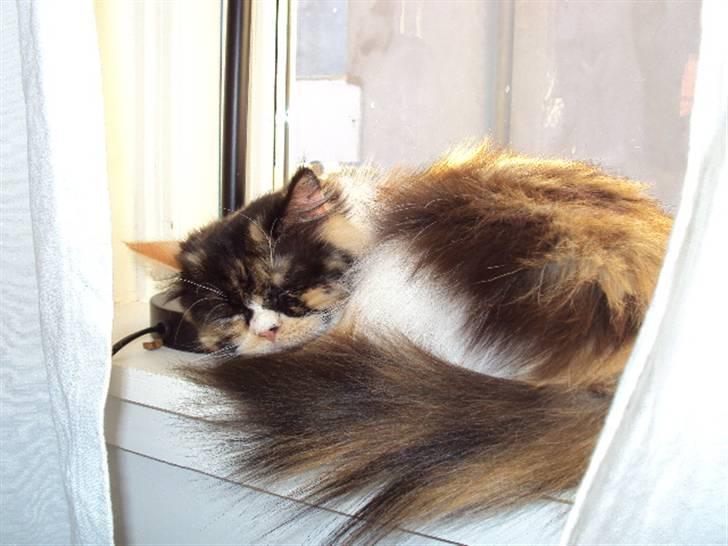 Perser Bella billede 6