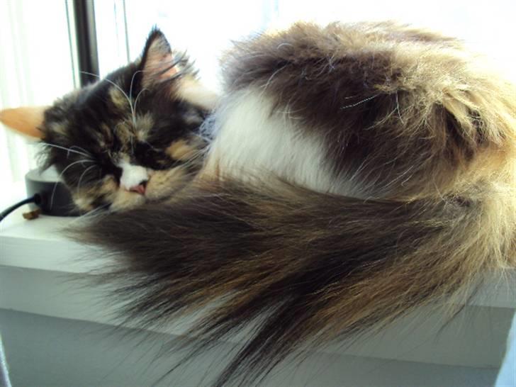 Perser Bella billede 7