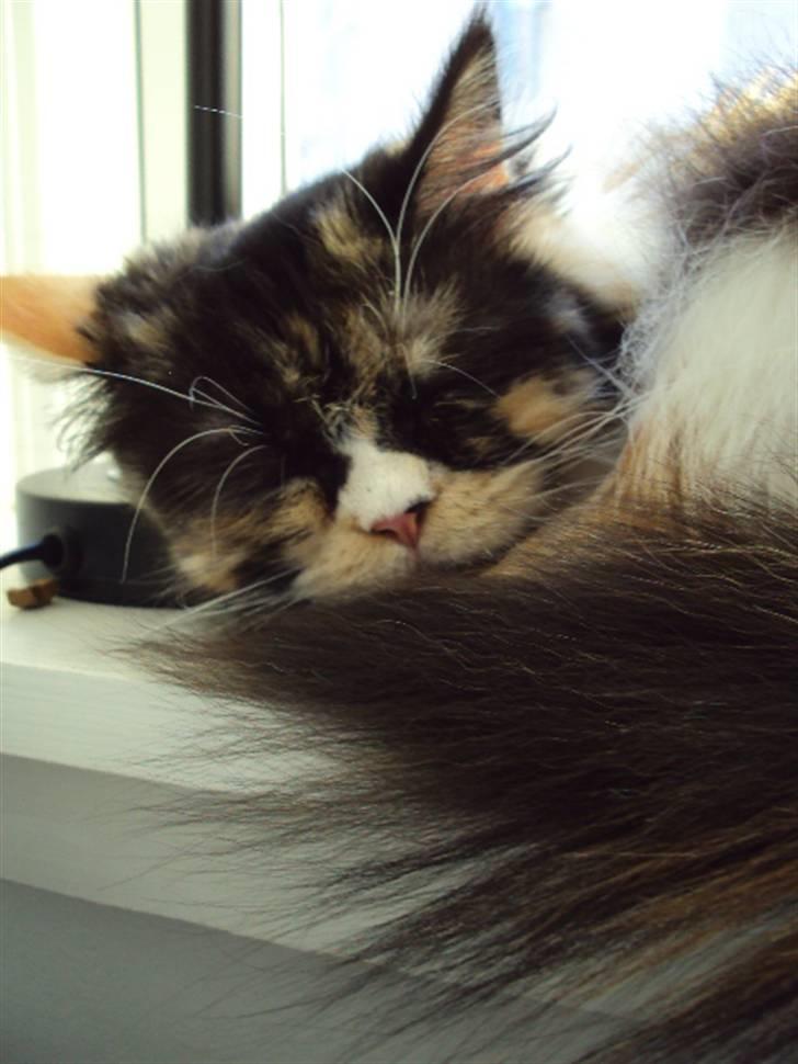 Perser Bella billede 8