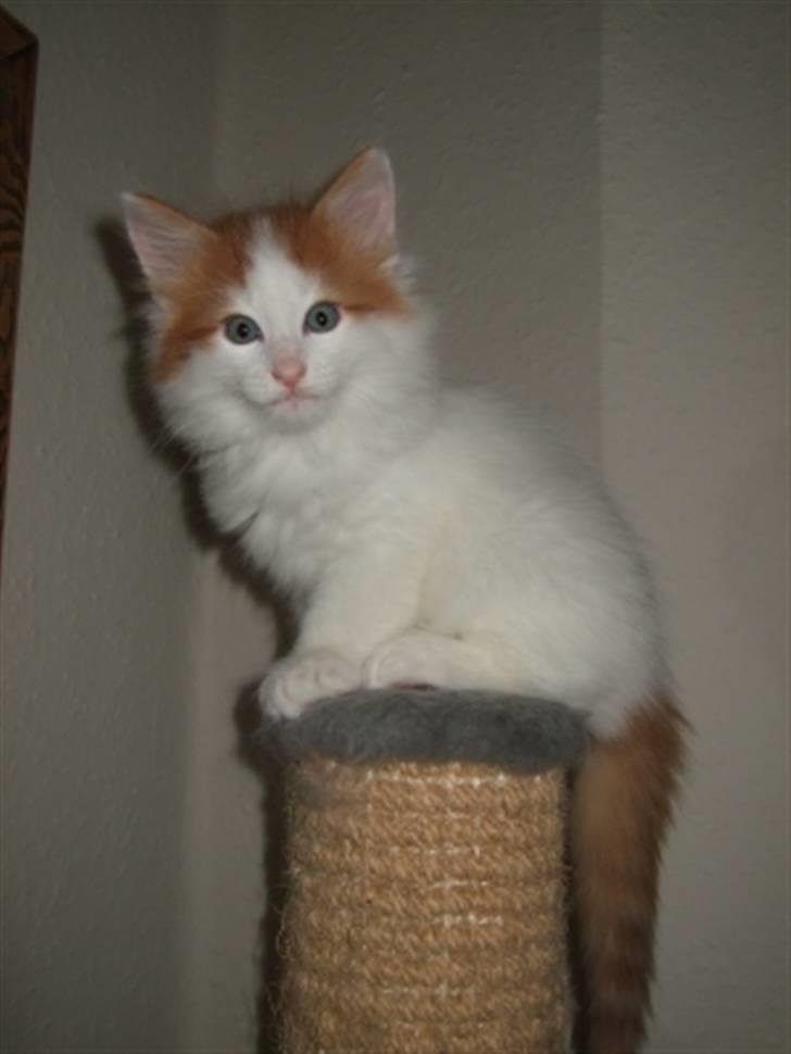 Norsk Skovkat DK Castris Jacob Black billede 1