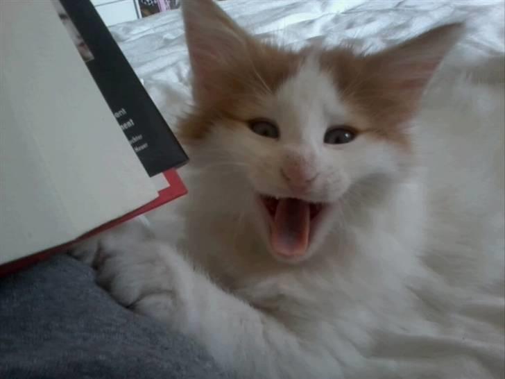 Norsk Skovkat DK Castris Jacob Black billede 2