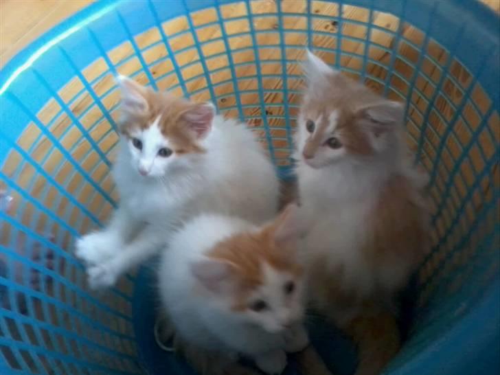 Norsk Skovkat DK Castris Jacob Black billede 3