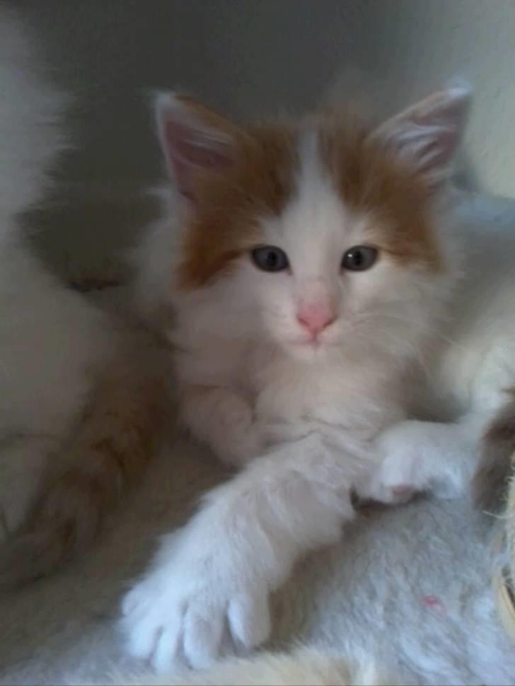 Norsk Skovkat DK Castris Jacob Black billede 4