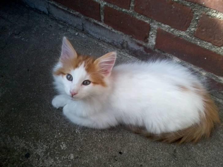 Norsk Skovkat DK Castris Jacob Black billede 5