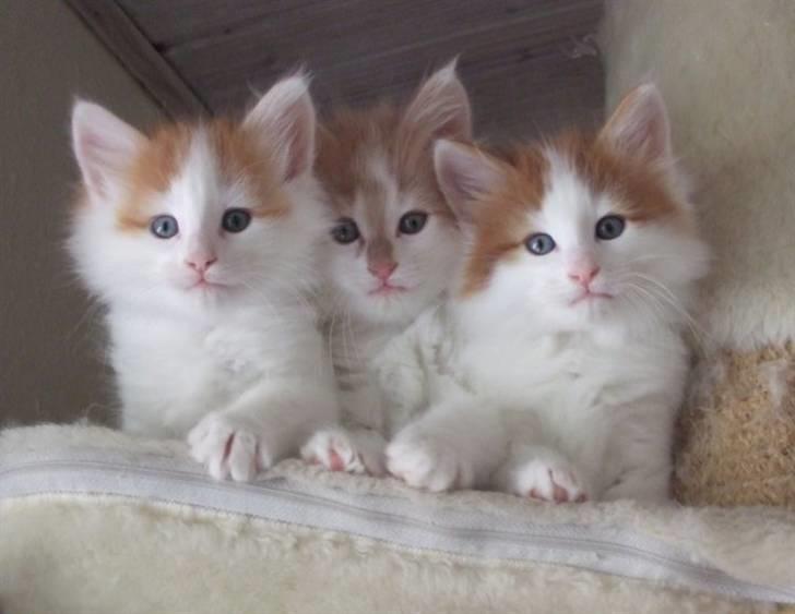 Norsk Skovkat DK Castris Jacob Black billede 6