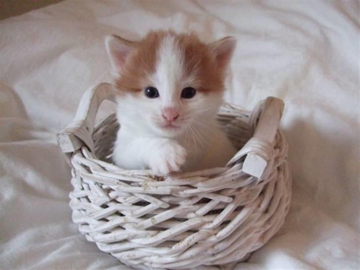 Norsk Skovkat DK Castris Jacob Black billede 7