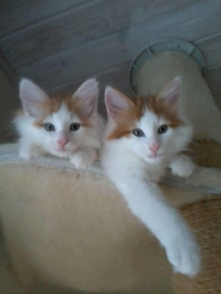 Norsk Skovkat DK Castris Jacob Black billede 8