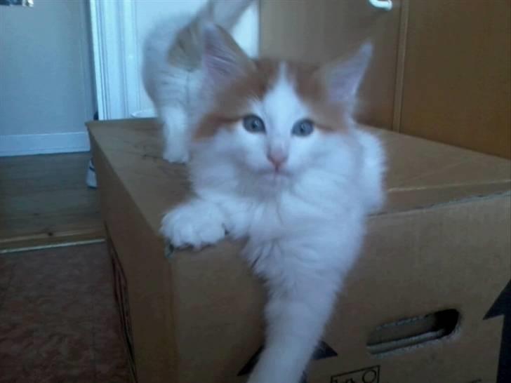 Norsk Skovkat DK Castris Jacob Black billede 9