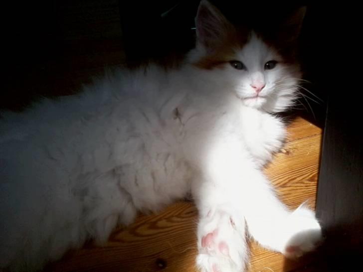 Norsk Skovkat DK Castris Jacob Black billede 10