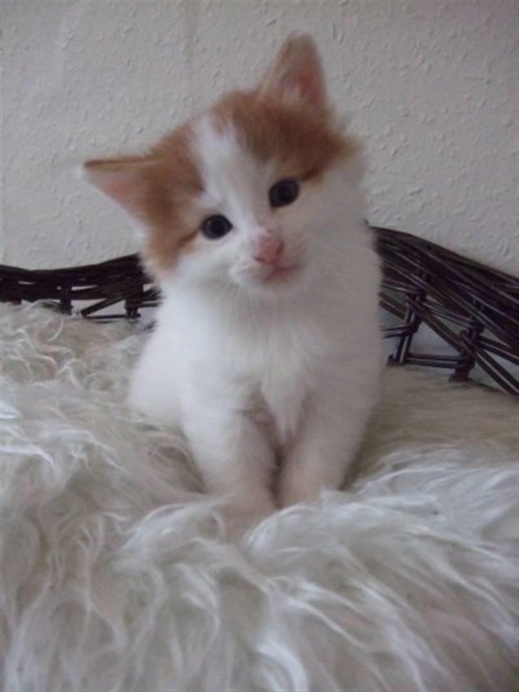 Norsk Skovkat DK Castris Jacob Black billede 11