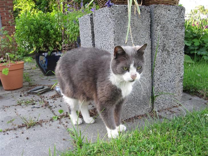 Huskat Janus - En flot Janus står og kigger rundt billede 8