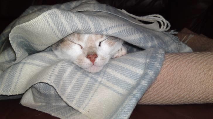 Huskat Matilde billede 18