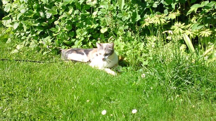 Huskat Matilde - Matilde i Haven.! billede 19