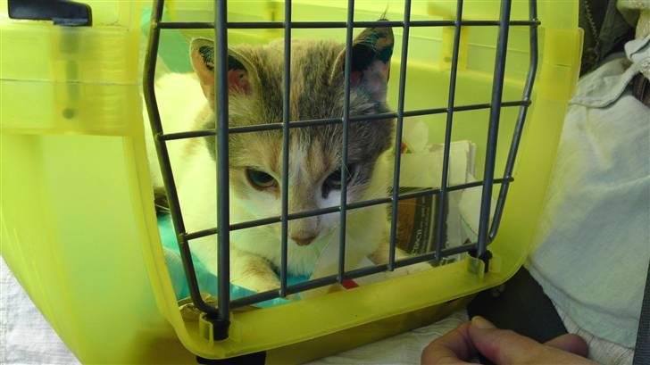 Huskat Matilde billede 20